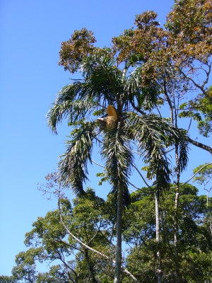 Syagrus pseudococos