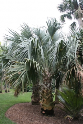 Sabal maritima