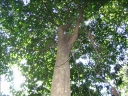 Scorodocarpus borneensis