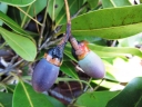 Ocotea racemosa