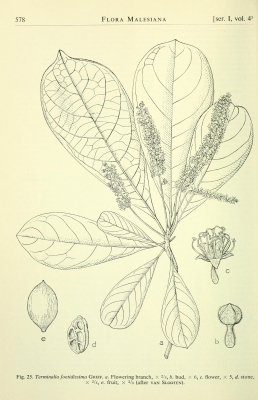 Terminalia foetidissima