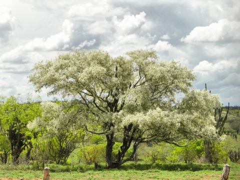 Pithecellobium diversifolium