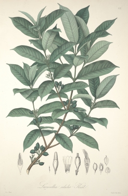 Lacmellea edulis