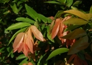 Cynometra cauliflora