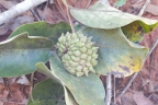 Annona dioica