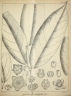 Drypetes longifolia