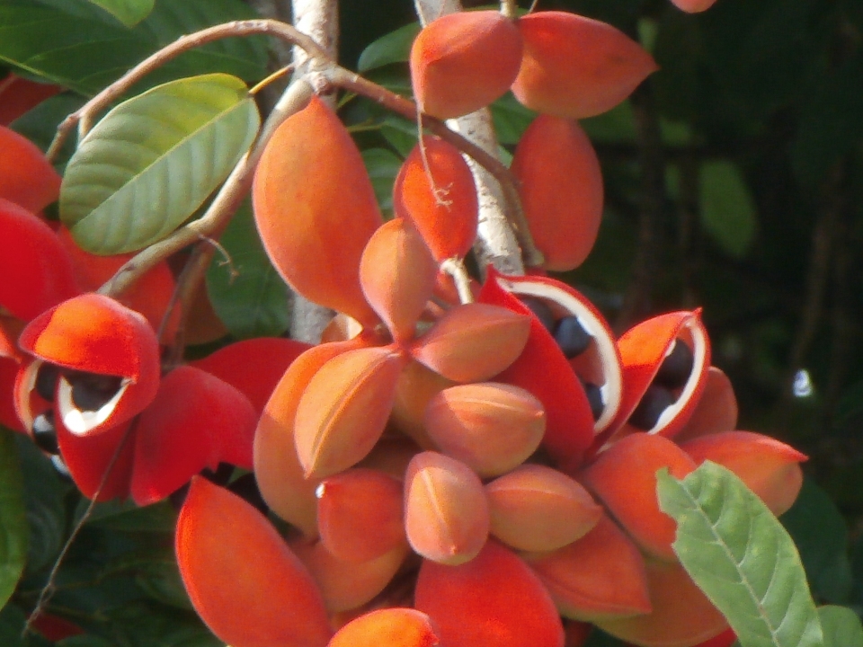 Sterculia oblongata