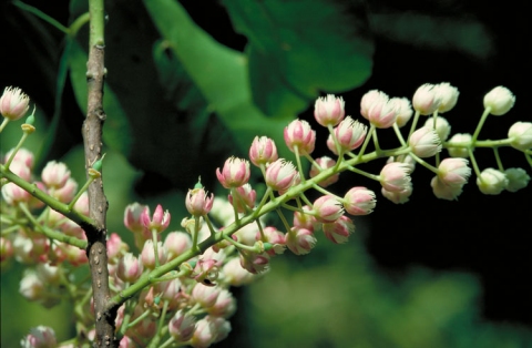 Elaeocarpus coorangooloo