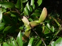 Diatenopteryx sorbifolia