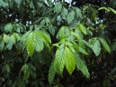 Oreocnide integrifolia