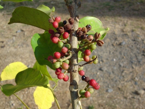 Zanthoxylum sprucei