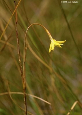 Gladiolus bojeri