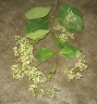 Danais rhamnifolia