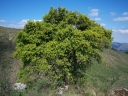Podocarpus parlatorei