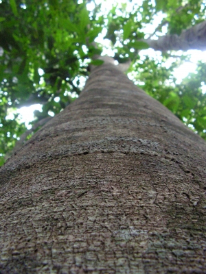Caraipa densifolia
