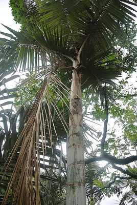 Ceroxylon echinulatum