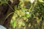 Garcinia kingaensis