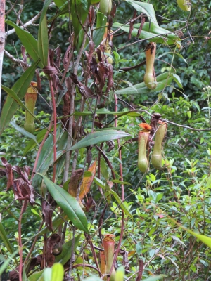 Nepenthes distillatoria