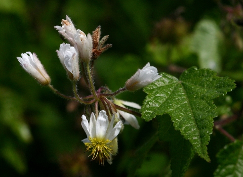 Sparrmannia ricinocarpa