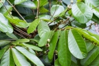 Carapa guianensis
