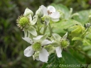 Rubus brasiliensis