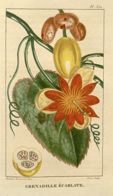 Passiflora coccinea