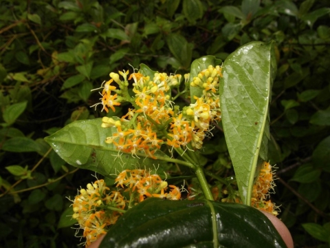 Danais rhamnifolia