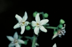 Flindersia bourjotiana