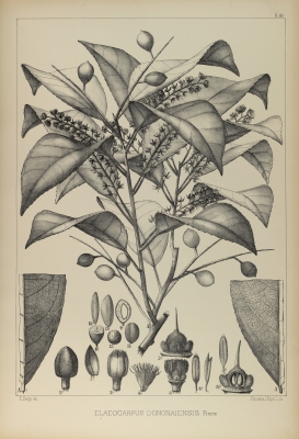 Elaeocarpus tectorius