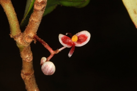 Begonia komoensis