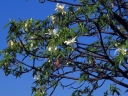 Adansonia gregorii