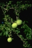 Pittosporum spinescens