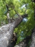 Pterocarpus macrocarpus