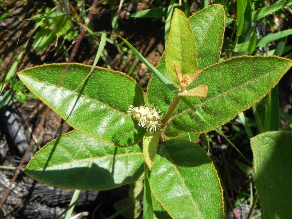 Croton campestris