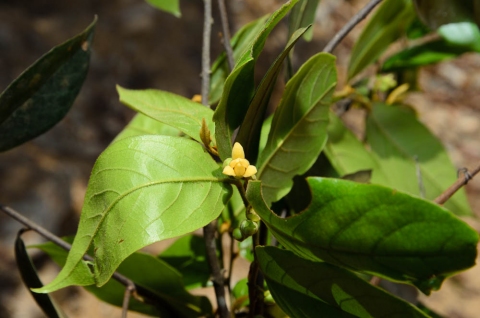 Uvaria calamistrata