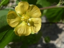 Abutilon abutiloides