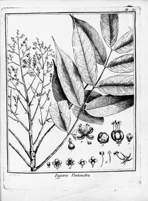 Zanthoxylum pentandrum