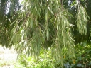 Boscia salicifolia