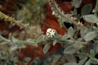Euploca ovalifolia