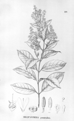 Molopanthera paniculata