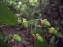 Ocotea cernua