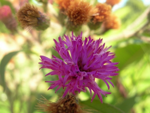 Baccharoides anthelmintica