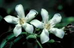 Wrightia pubescens
