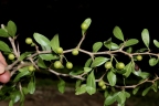 Condalia buxifolia