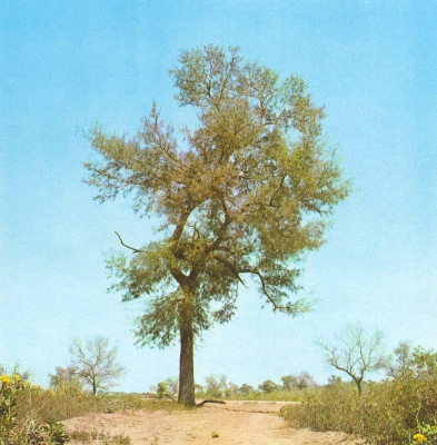 Schinopsis quebracho-colorado