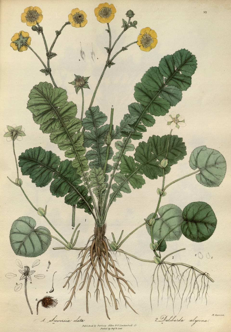 Rubus calycinus