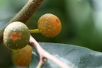 Ficus sinuata