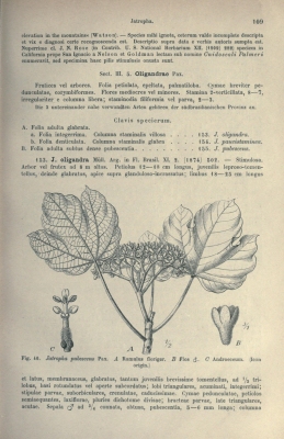 Cnidoscolus froesii