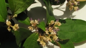 Miconia holosericea