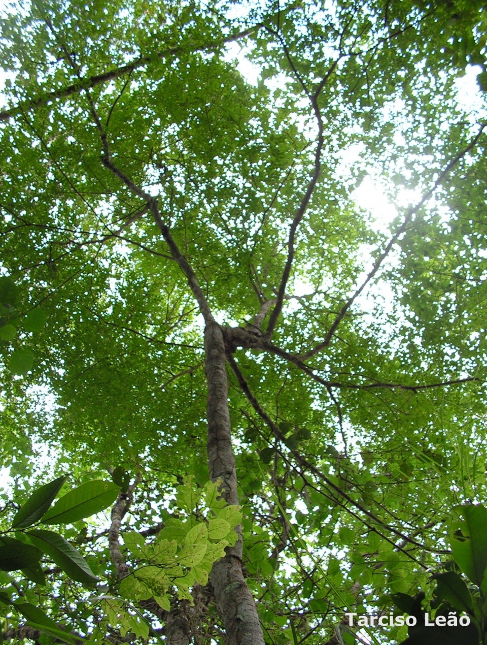 Maprounea guianensis